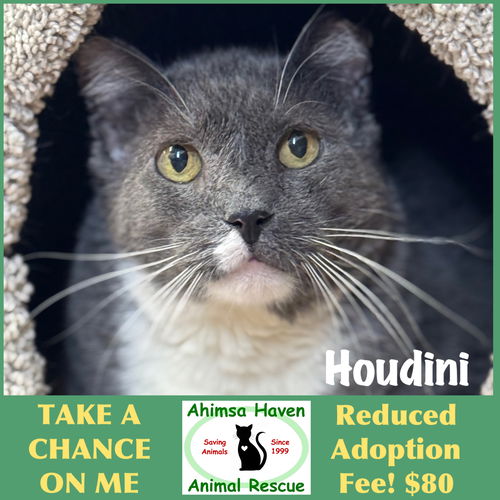 picture of the cat needing adoption