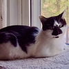 adoptable Cat in winchendon, MA named Platypus