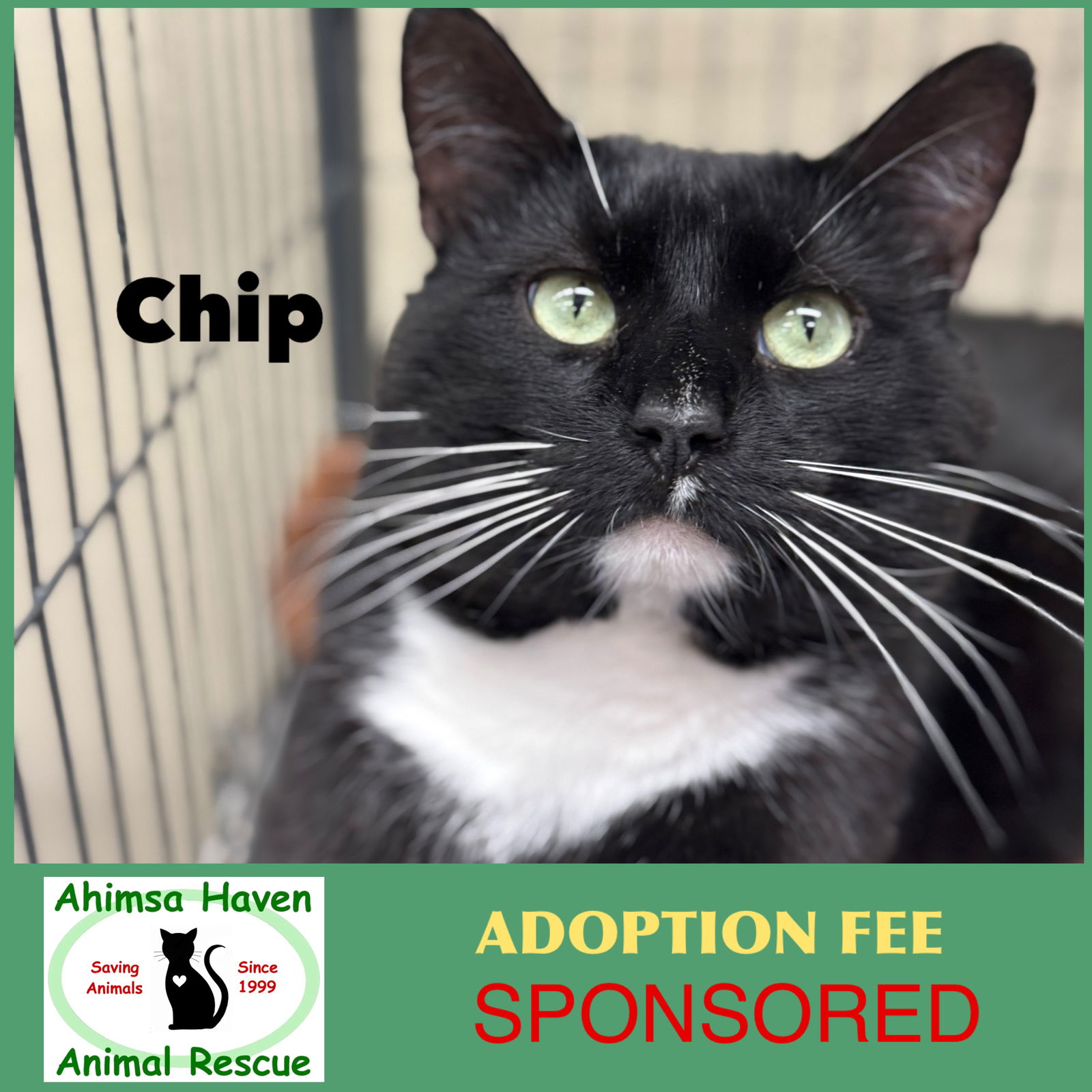 adoptable Cat in Winchendon, MA named Chip