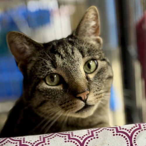 picture of the cat needing adoption