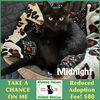 adoptable Cat in winchendon, MA named Midnight