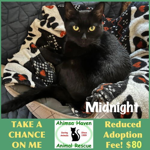 MIDNIGHT - Domestic Short Hair available for adoption