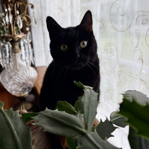 MIDNIGHT - Domestic Short Hair available for adoption