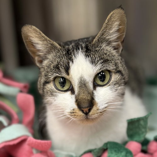 picture of the cat needing adoption