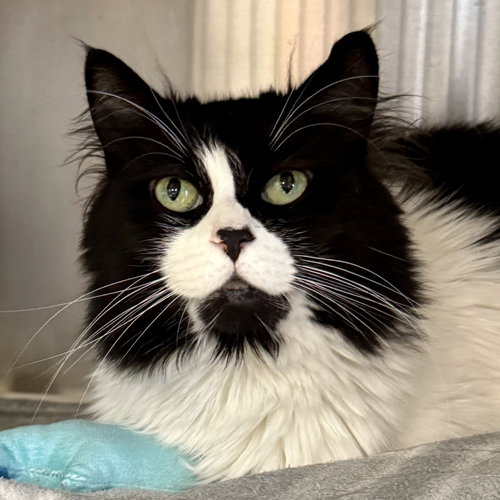 Cookie, a cat for adoption from Ahimsa Haven Animal Rescue