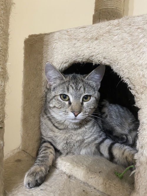 picture of the cat needing adoption
