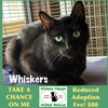 adoptable Cat in winchendon, MA named Whiskers
