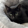 Whiskers - Photo 4