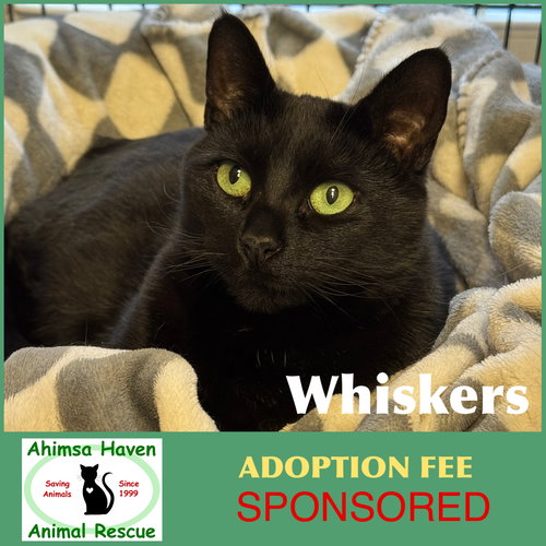 WHISKERS - Domestic Short Hair available for adoption