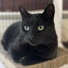 Whiskers - Photo 2