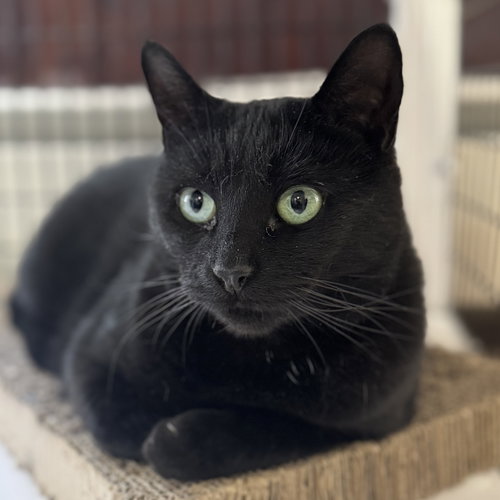 WHISKERS - Domestic Short Hair available for adoption