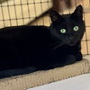 Whiskers - Photo 3