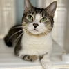 adoptable Cat in winchendon, MA named Luna