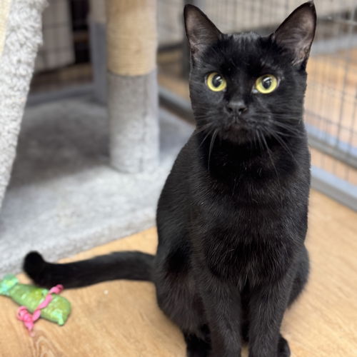 picture of the cat needing adoption
