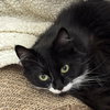 Luna - Photo 3