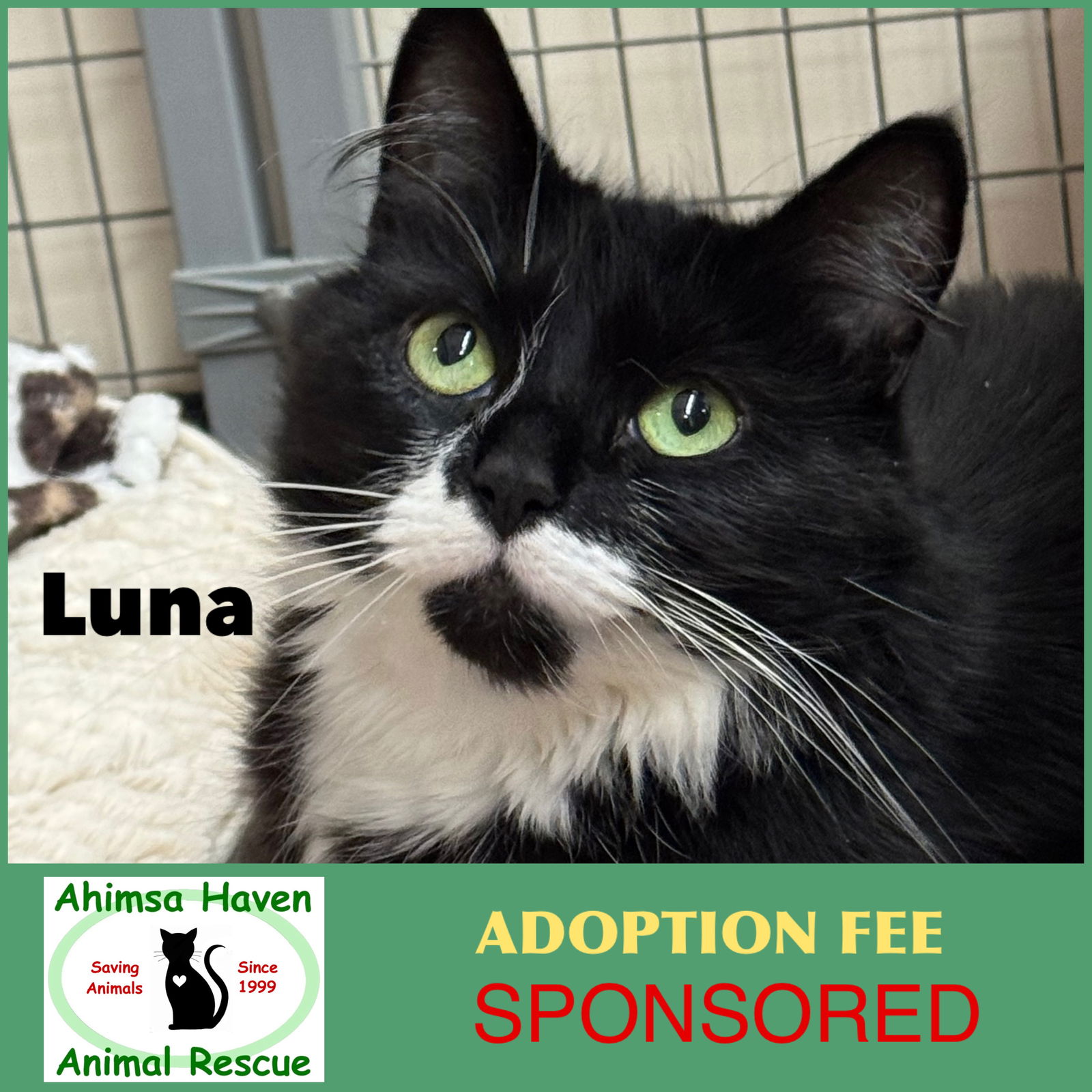 adoptable Cat in Winchendon, MA named Luna