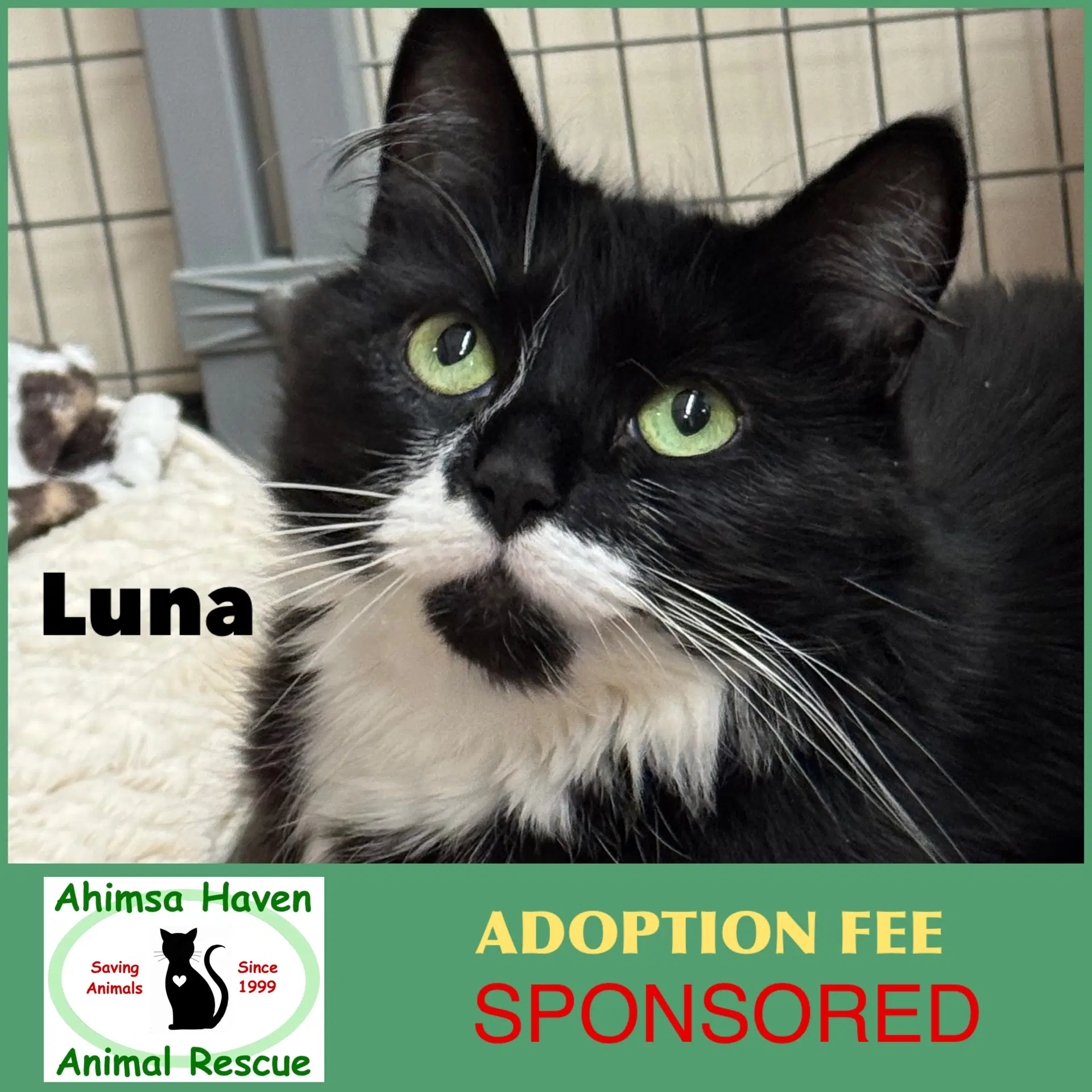 Luna - Domestic Long Hair