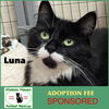 adoptable Cat in winchendon, MA named Luna