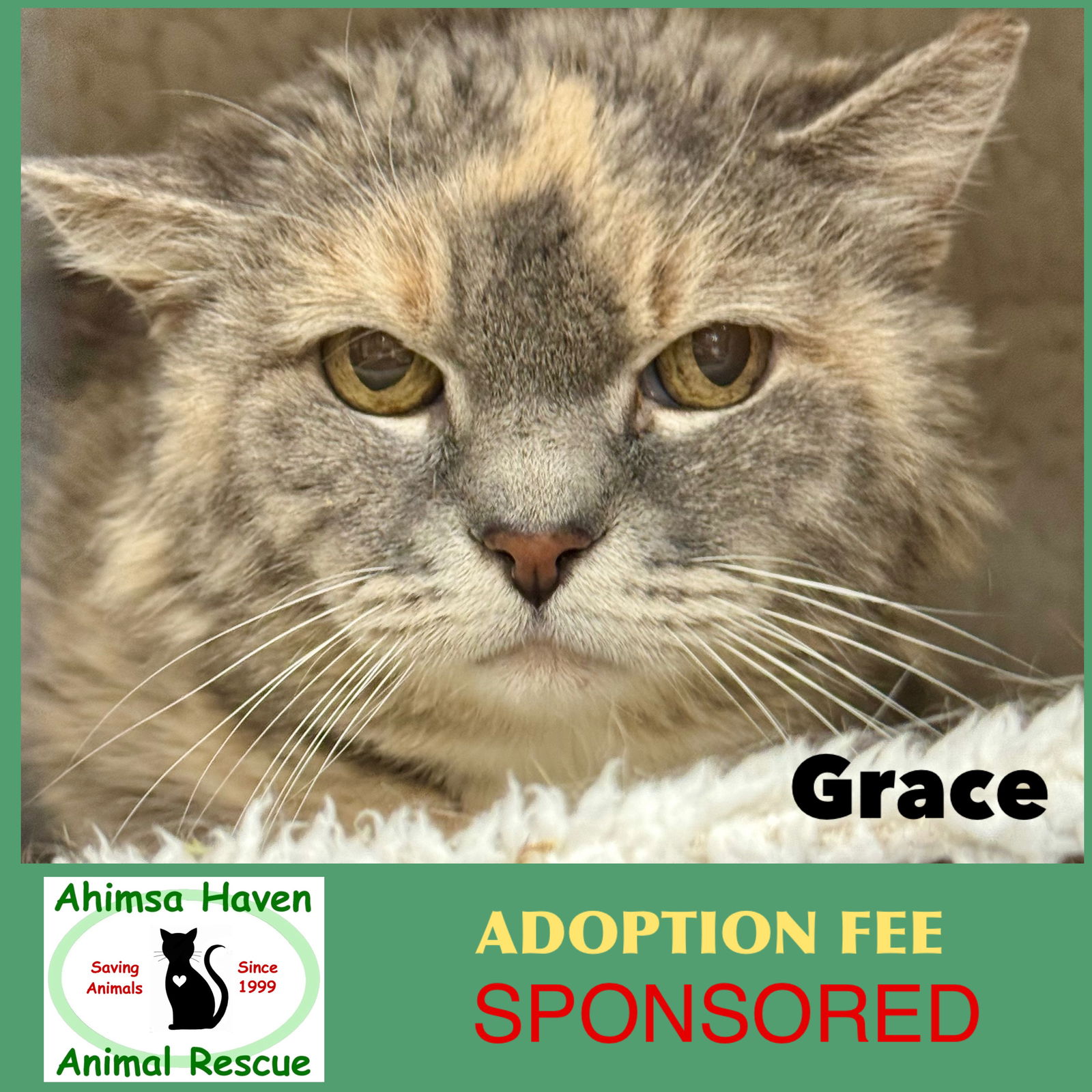 adoptable Cat in Winchendon, MA named Grace