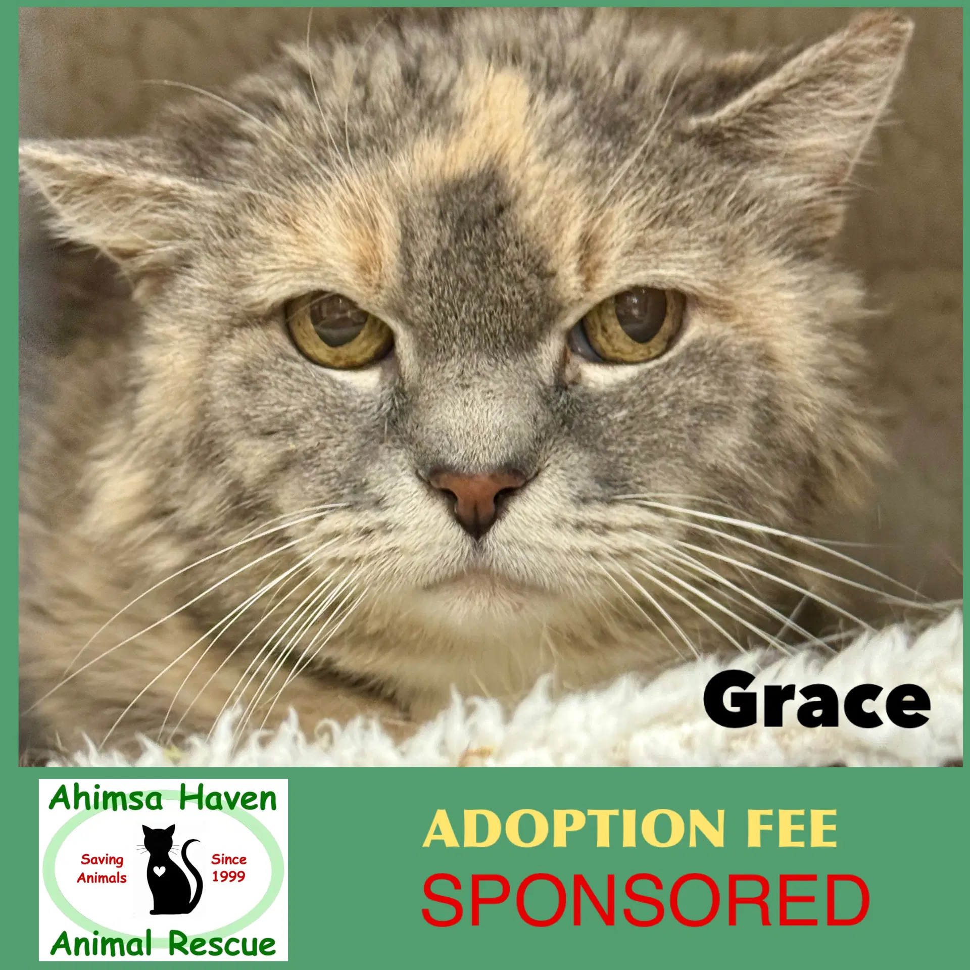 Grace - Domestic Long Hair