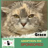 adoptable Cat in , MA named Grace