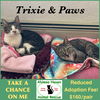adoptable Cat in winchendon, MA named Paws & Trixie