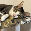 Paws & Trixie - Photo 3
