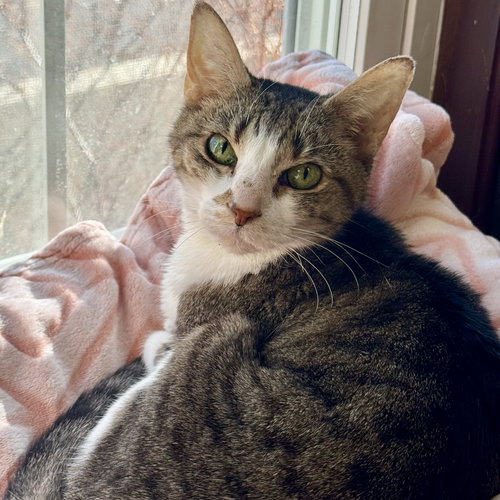 PAWS & TRIXIE - Domestic Short Hair available for adoption