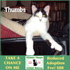 adoptable Cat in winchendon, MA named Thumbs