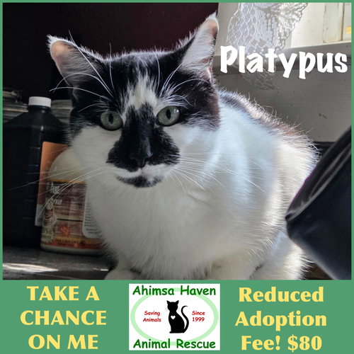 Platypus, Adult Domestic Short Hair (short coat), cat for adoption in Woburn, Massachusetts
