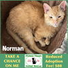 adoptable Cat in winchendon, MA named Norman