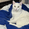 adoptable Cat in , MA named Bailey
