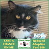 adoptable Cat in  named Pepper