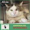 adoptable Cat in , MA named Alvin