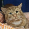 adoptable Cat in  named Mack