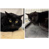 adoptable Cat in winchendon, MA named Heckle & Jeckle
