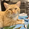 adoptable Cat in  named Dixon