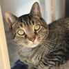adoptable Cat in winchendon, MA named Mookie