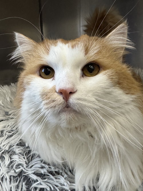 JoJo, an adoptable Domestic Long Hair in Winchendon, MA