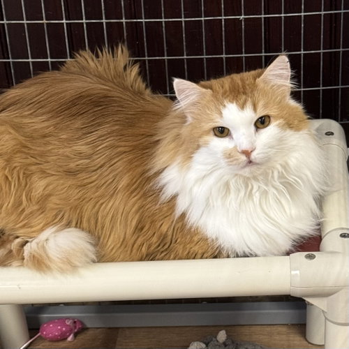 JoJo, an adoptable Domestic Long Hair in Winchendon, MA