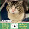 adoptable Cat in winchendon, MA named Newman