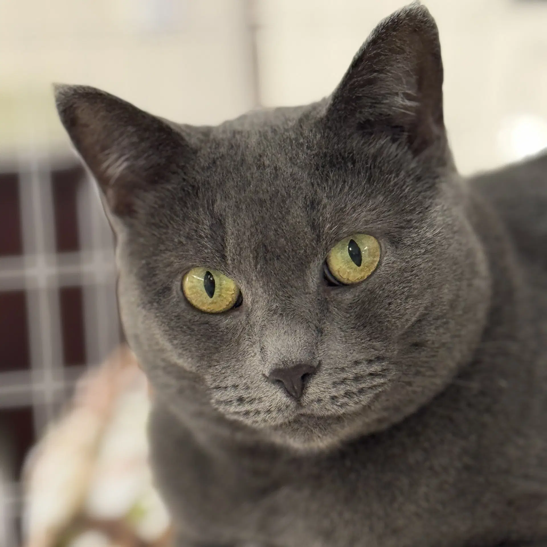 Gracie image 4