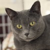 Gracie - Photo 4