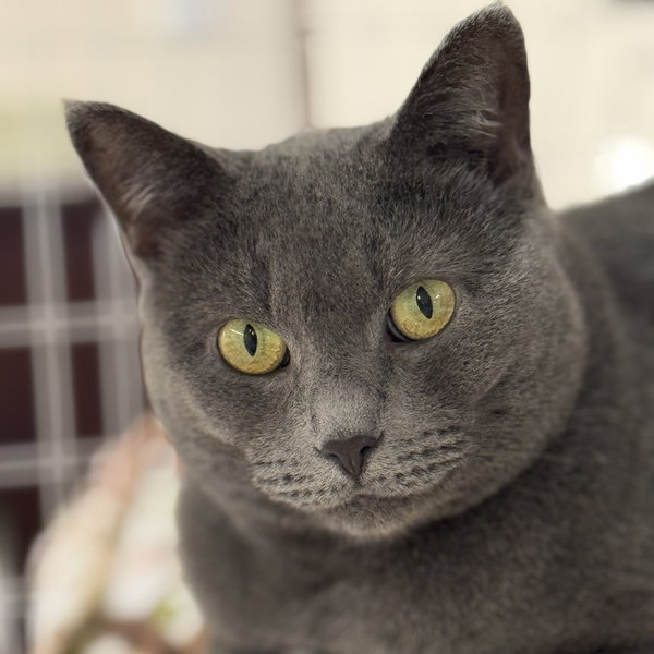 Gracie