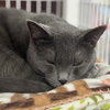 Gracie - Photo 2