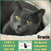 Gracie - Photo 1