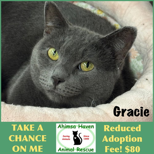 GRACIE - Domestic Short Hair available for adoption