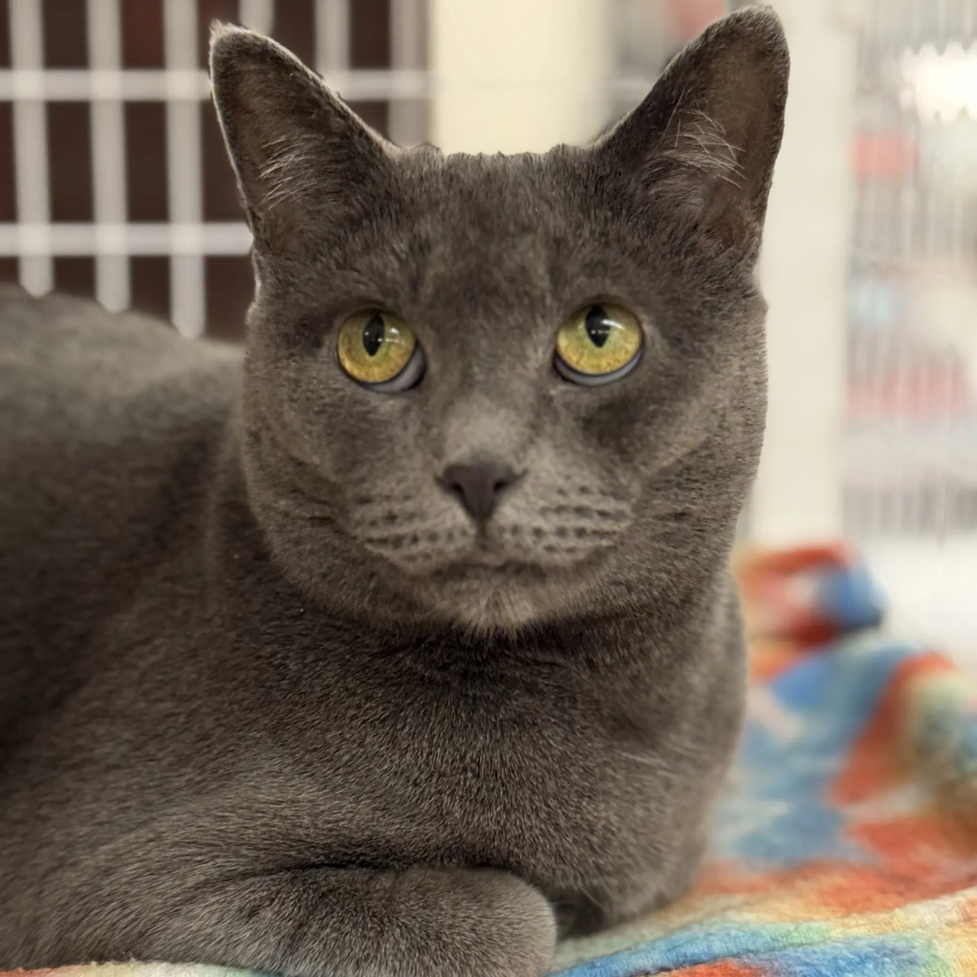 Gracie image 3