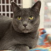 Gracie - Photo 3