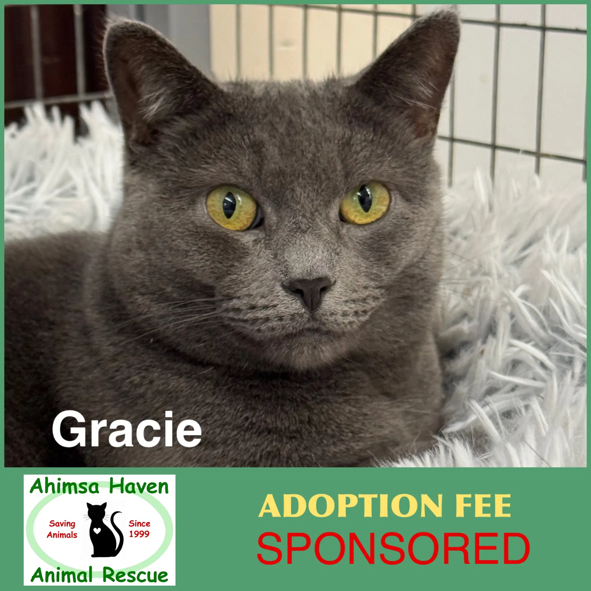 Gracie - Domestic Short Hair
